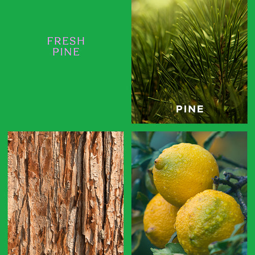 Fresh Pine Goldie Candle Holiday Collection