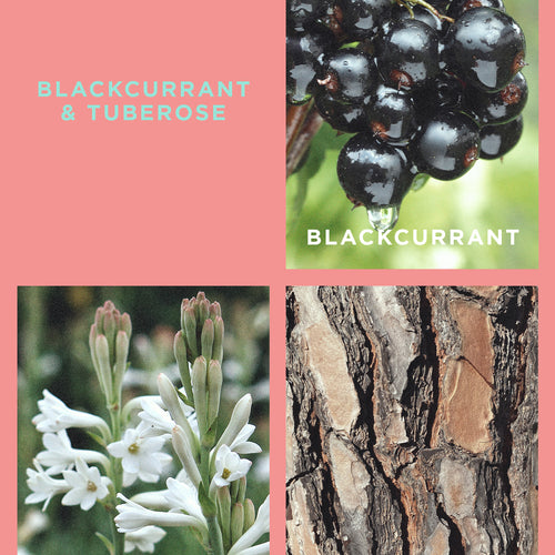 Blackcurrant & Tuberose Reed Diffuser